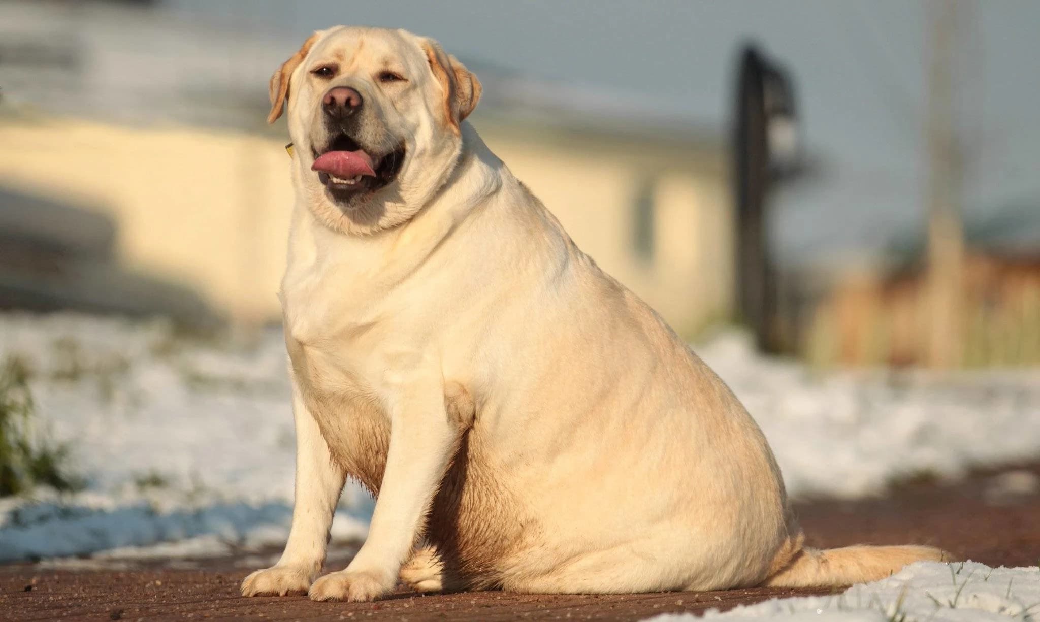 obese labrador